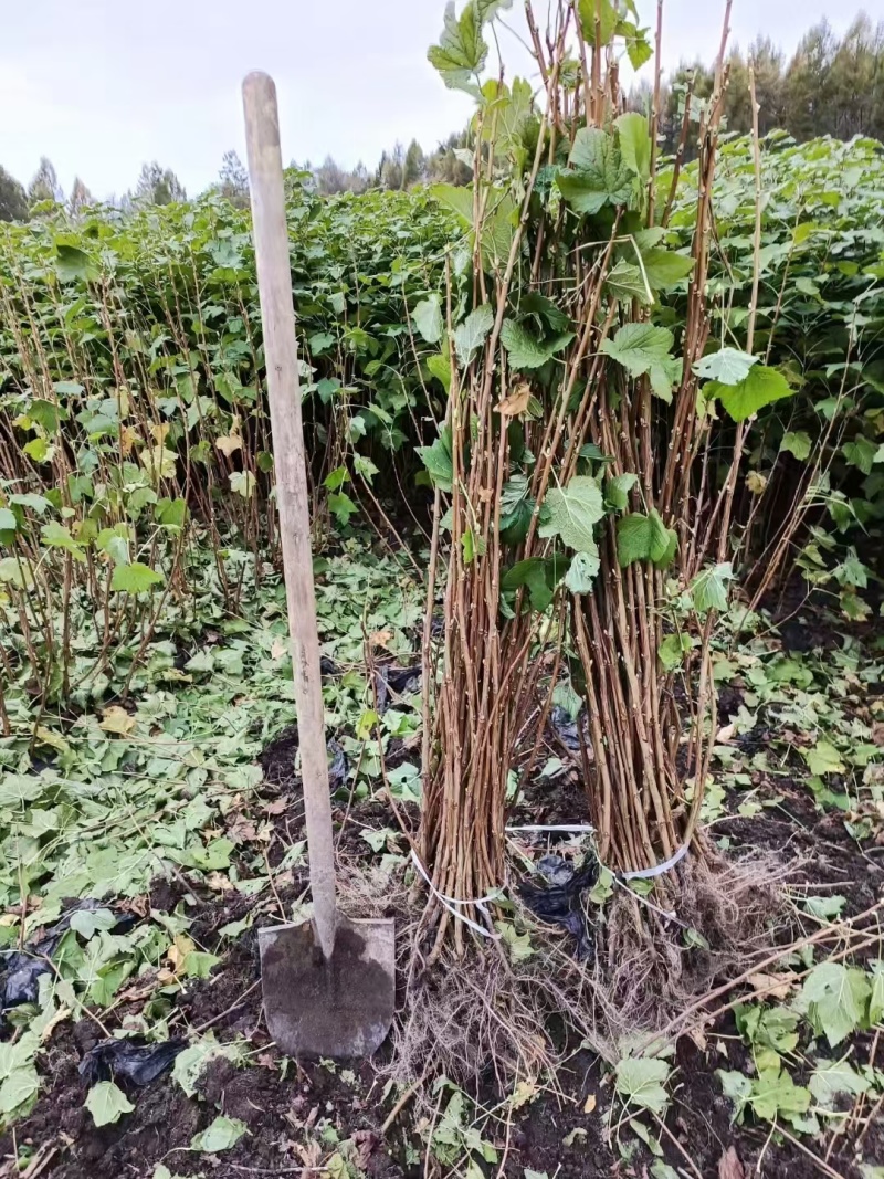 黑龙江黑加仑苗大量接单产地直发量大从优欢迎来电