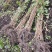 黑龙江黑加仑苗大量接单产地直发量大从优欢迎来电