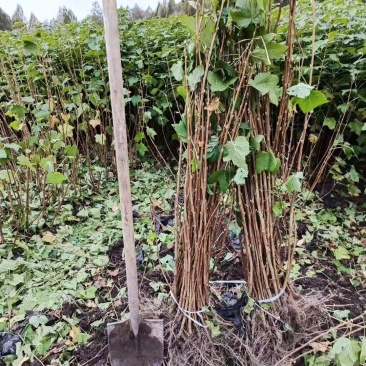 黑龙江黑加仑苗大量接单产地直发量大从优欢迎来电