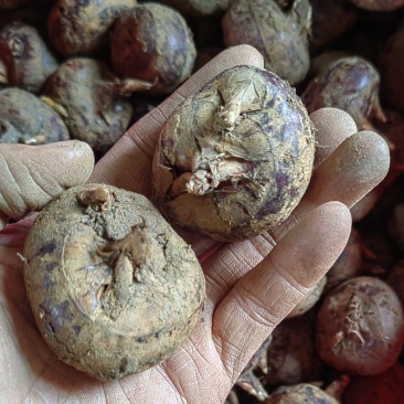 千亩基地马蹄荸荠大量批发代办全国精选好货！买贵包退