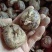 千亩基地马蹄荸荠大量批发代办全国精选好货！买贵包退