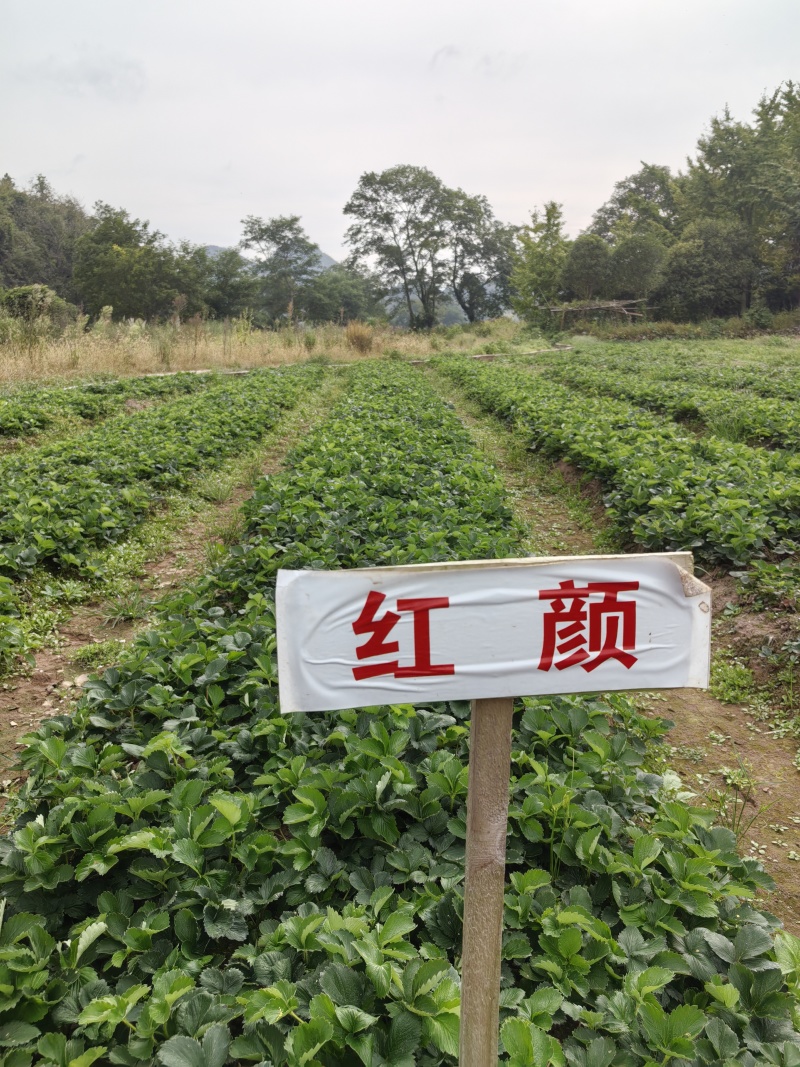 红颜草莓，量大质优，技术指导，成活率高。欢迎致电。