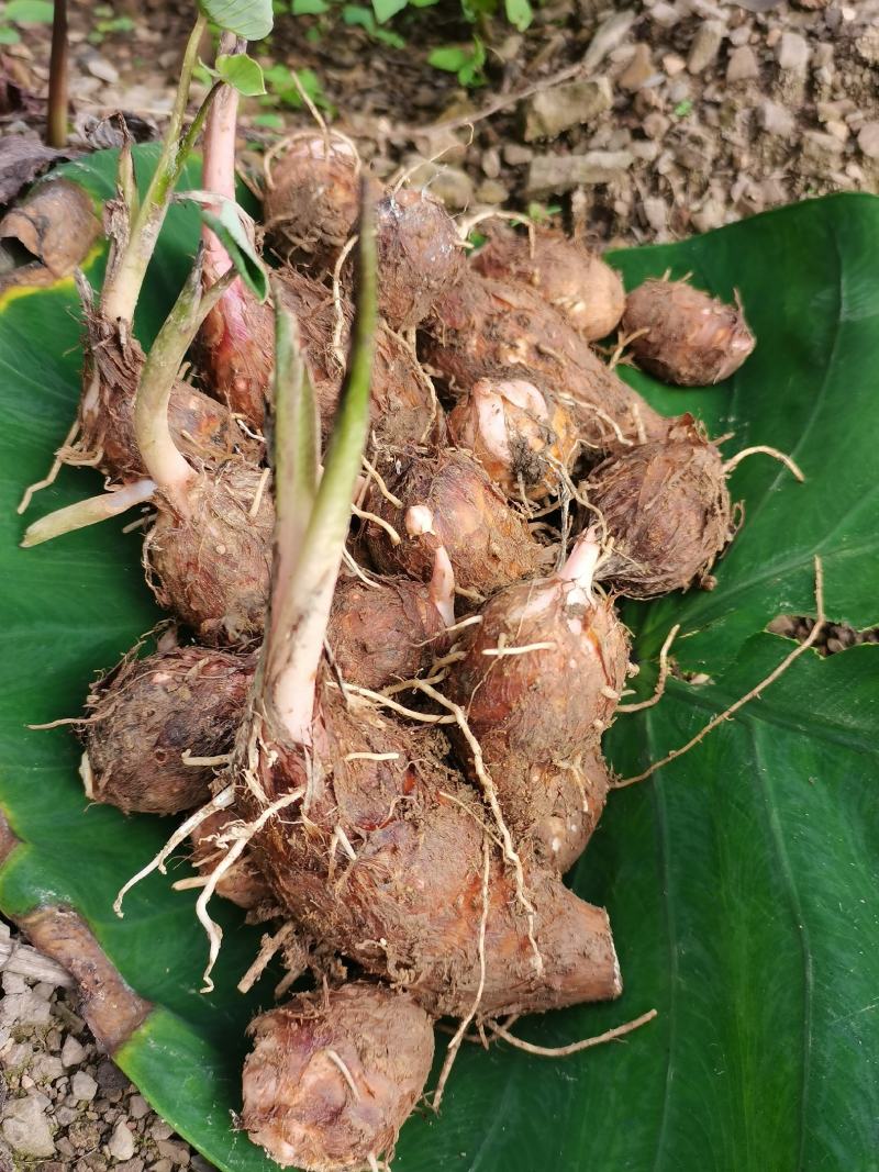 红牙芋头大量上市广西百色产地直供质量上乘对接商超市场