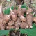 红牙芋头大量上市广西百色产地直供质量上乘对接商超市场