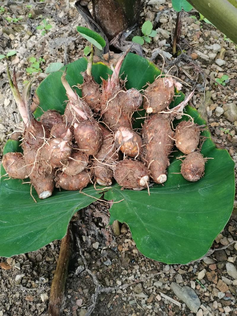 红牙芋头大量上市广西百色产地直供质量上乘对接商超市场