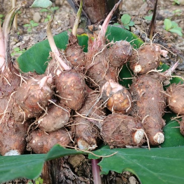 红牙芋头大量上市广西百色产地直供质量上乘对接商超市场
