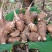 红牙芋头大量上市广西百色产地直供质量上乘对接商超市场