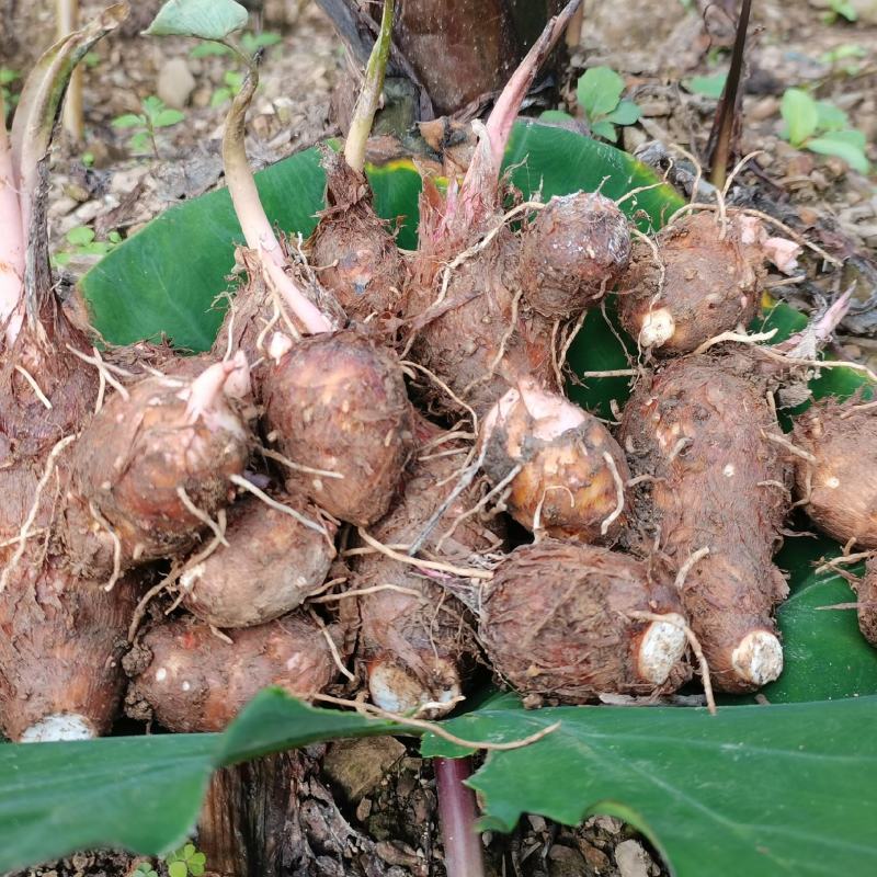红牙芋头大量上市广西百色产地直供质量上乘对接商超市场