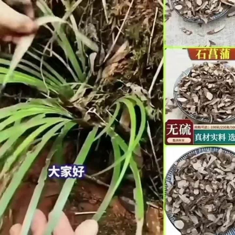 石菖蒲山菖蒲石昌朴正品野生石菖蒲九节菖浦质量保证包邮中药