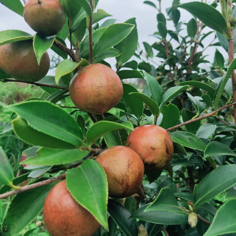 油茶鲜果