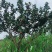 油茶鲜果