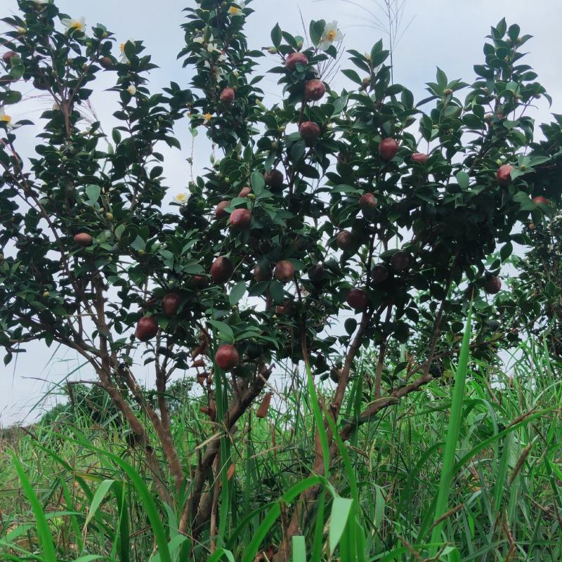 油茶鲜果