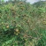 油茶鲜果