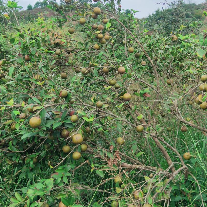 油茶鲜果