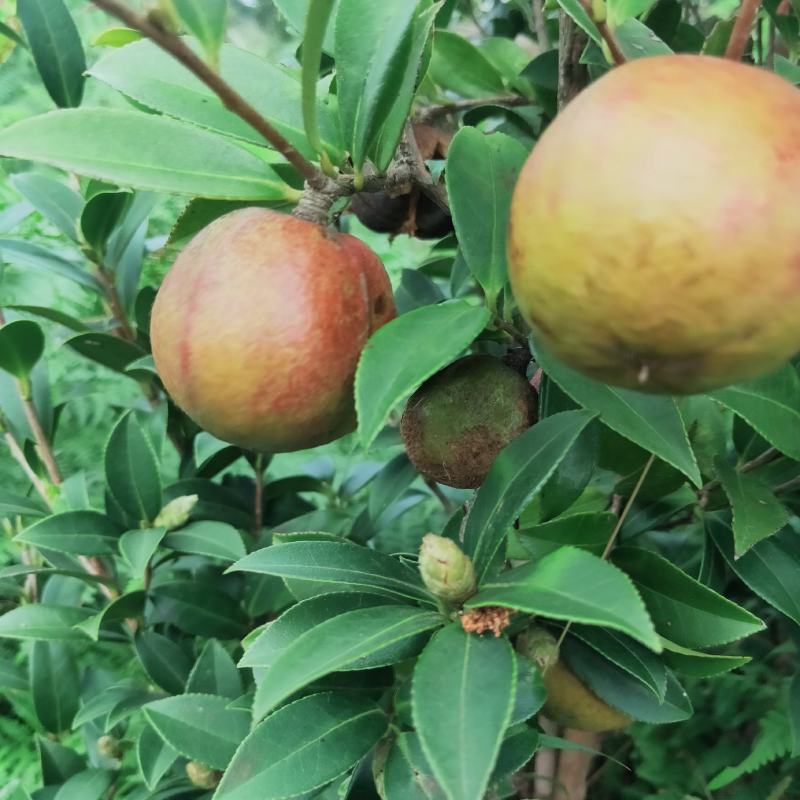 油茶鲜果