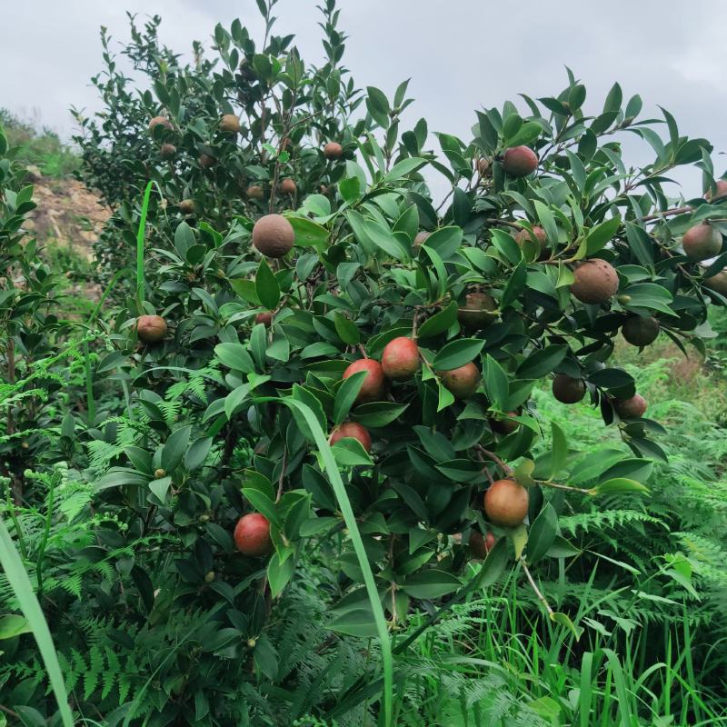 油茶鲜果