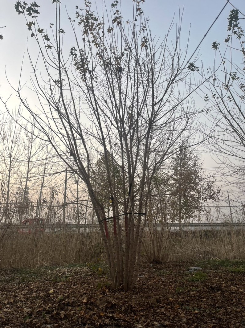 丛生五角枫，丛生元宝枫，原生苗，高度4-10米，量大，