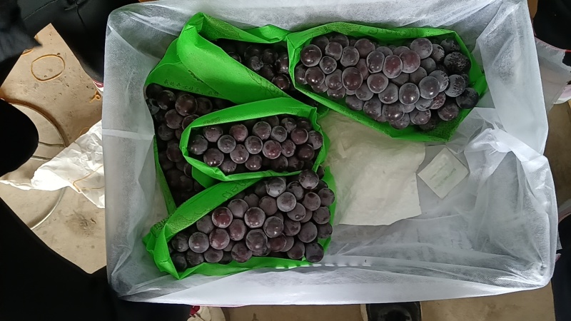 只剩冷库货急出，急出，急出。硬质套袋无籽巨峰葡萄大量库