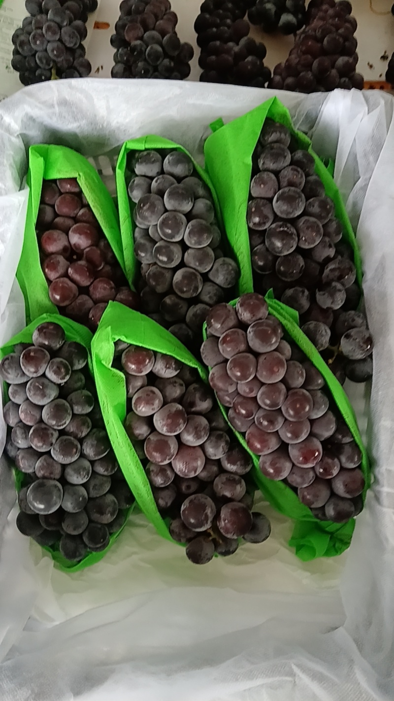只剩冷库货急出，急出，急出。硬质套袋无籽巨峰葡萄大量库