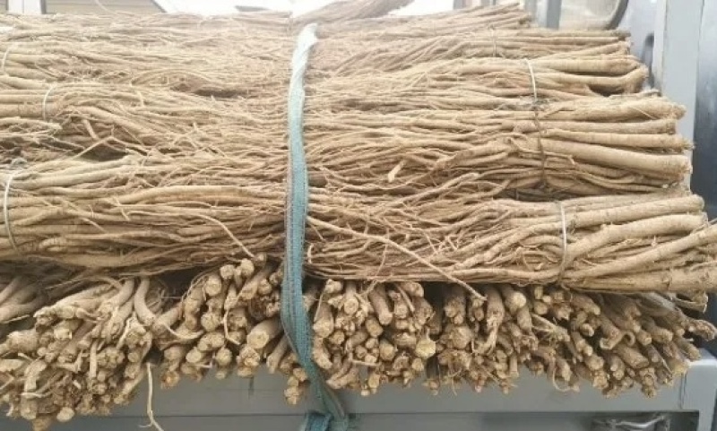 黄芪毛芪白条芪精品黄芪甘肃黄芪规格齐全量大从优，全年发货