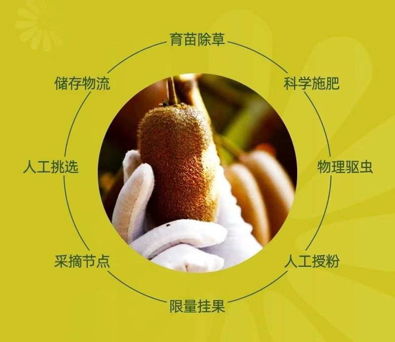 贵州贵长猕猴桃