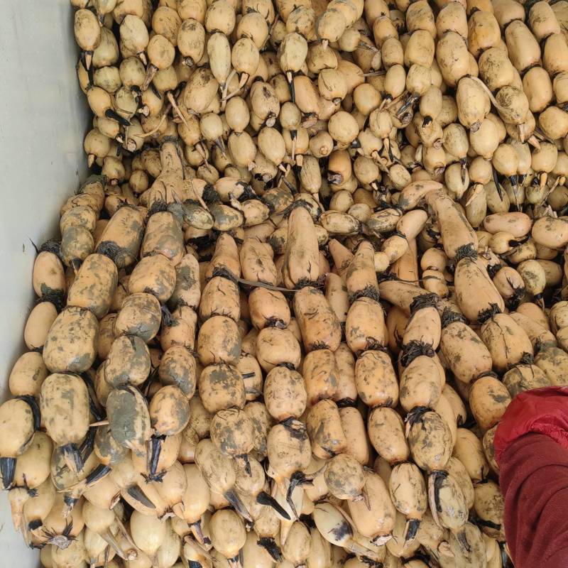 洪湖粉莲藕《基地直销》口感好，品质有保证