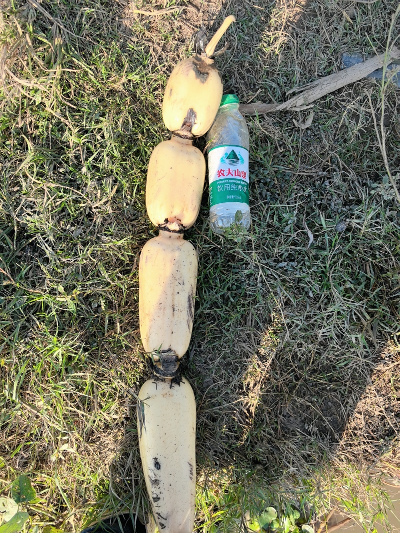 洪湖粉莲藕《基地直销》口感好，品质有保证