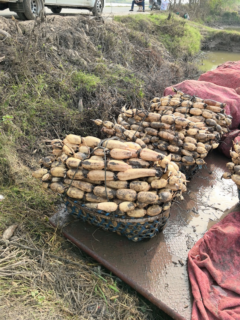 洪湖粉莲藕《基地直销》口感好，品质有保证