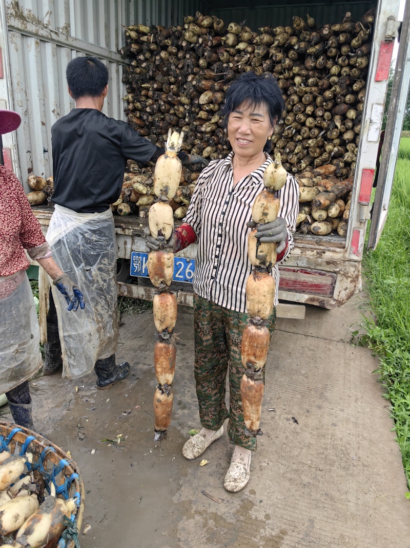 洪湖粉莲藕《基地直销》口感好，品质有保证