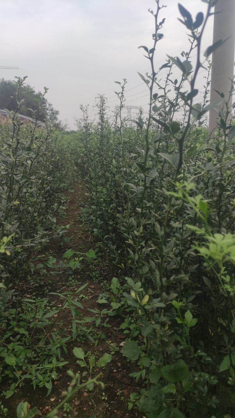 桔壳苗嫁接橘子沃柑爱媛砧木树苗