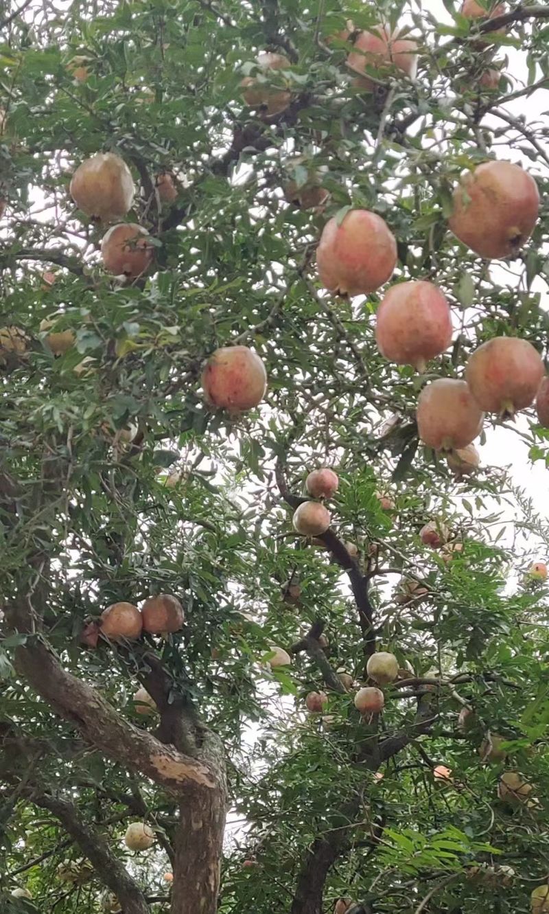 安徽蚌埠怀远县红玛瑙