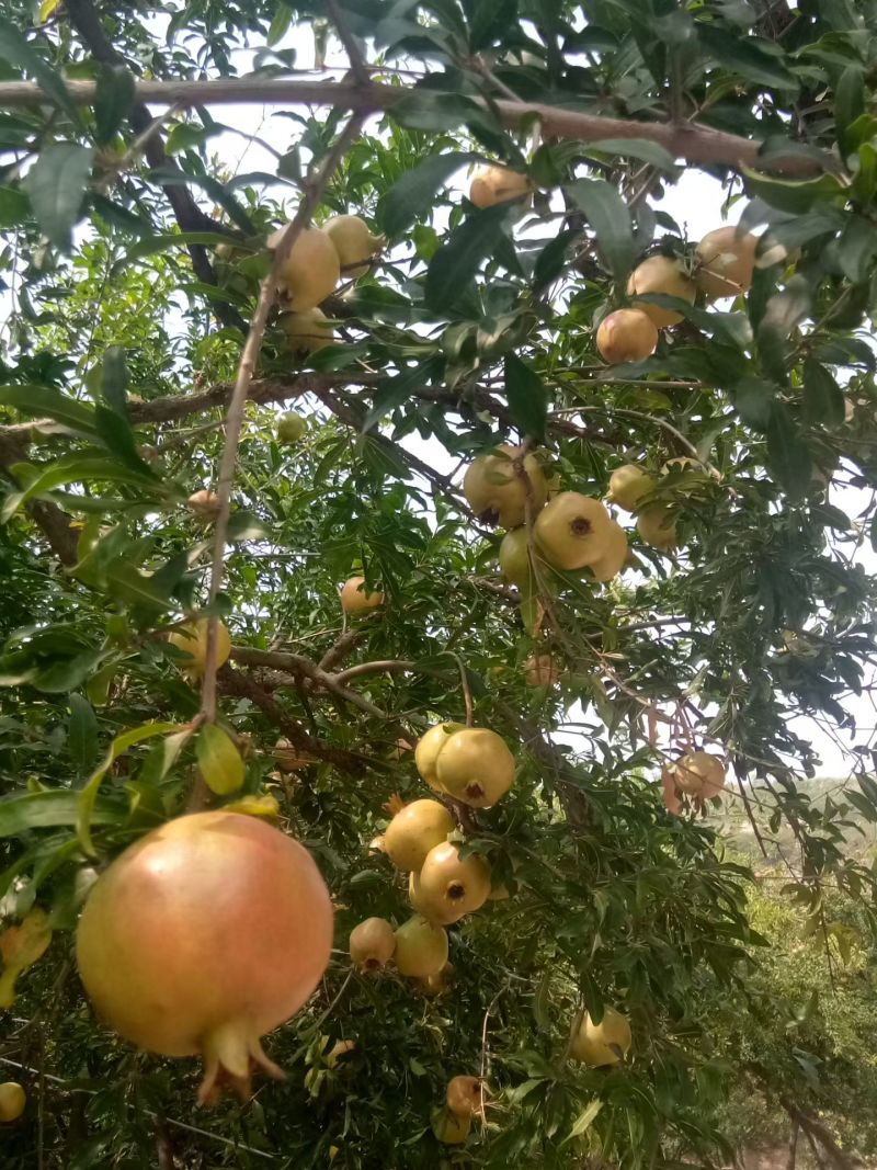 安徽蚌埠怀远县红玛瑙