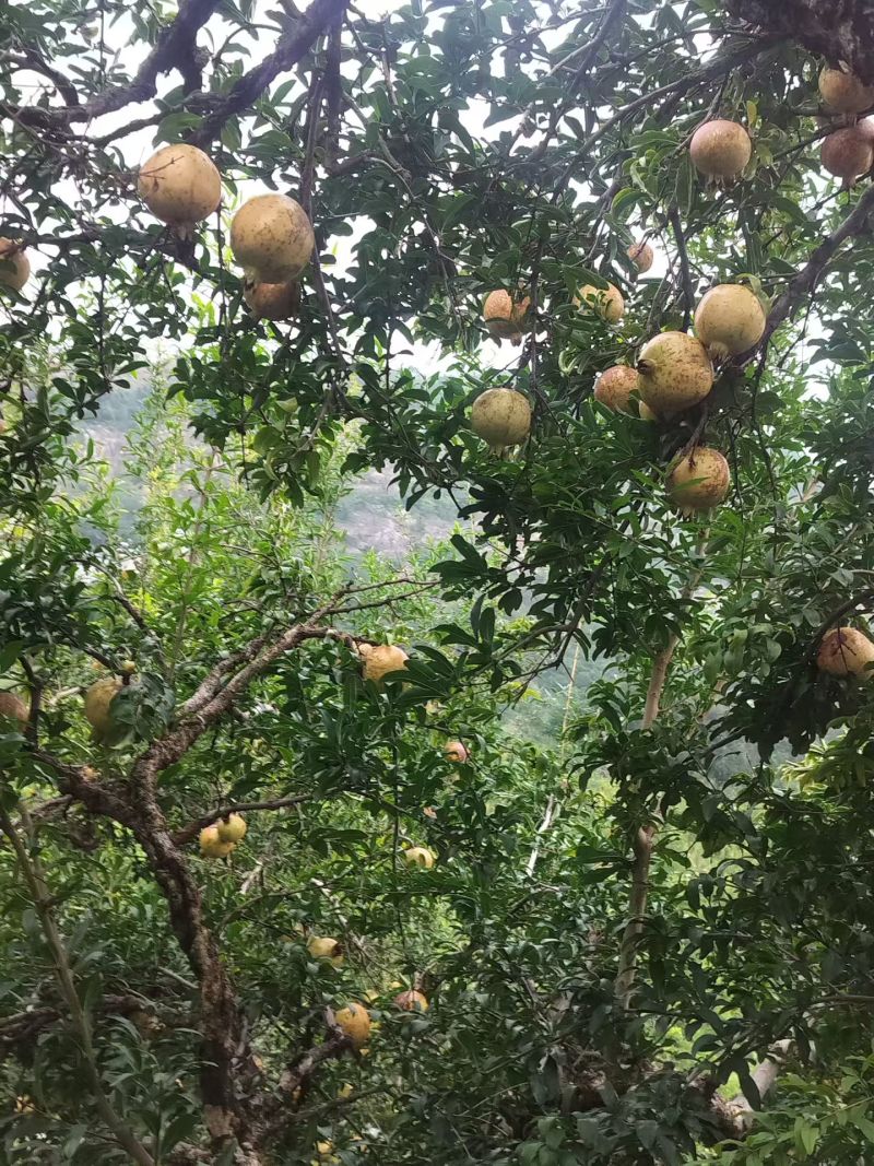 安徽蚌埠怀远县红玛瑙