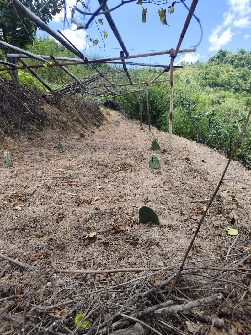 仙人掌基地金哥