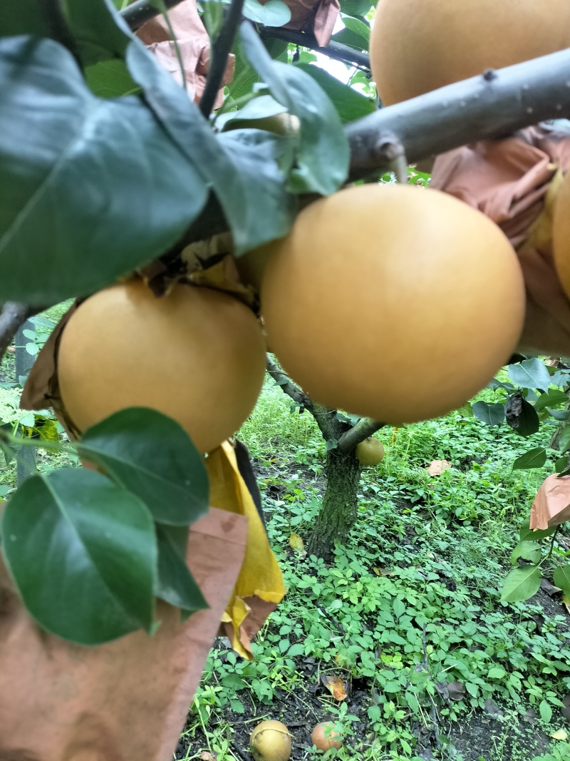一级品秋月梨