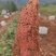 哈密红薯精品红薯产地一手货源量大从优欢迎实地考察