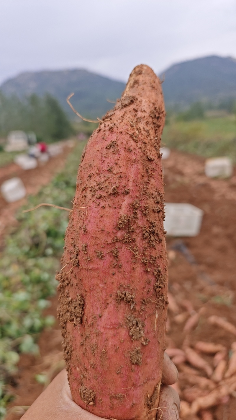 哈密红薯精品红薯产地一手货源量大从优欢迎实地考察