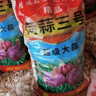 太空蒜种菏蒜大青稞
