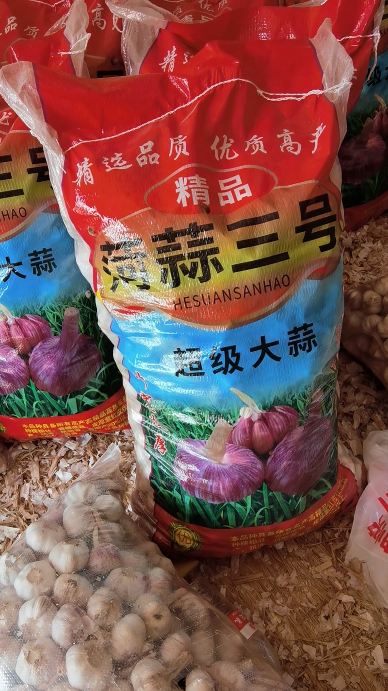 太空蒜种菏蒜大青稞