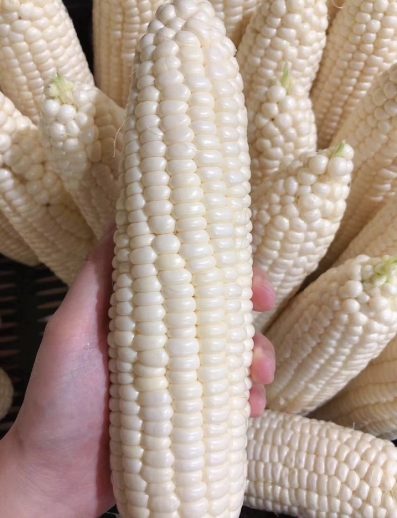 有机鲜食糖心白糯玉米