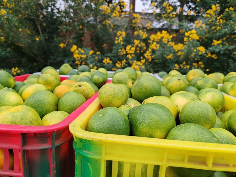宜昌蜜橘