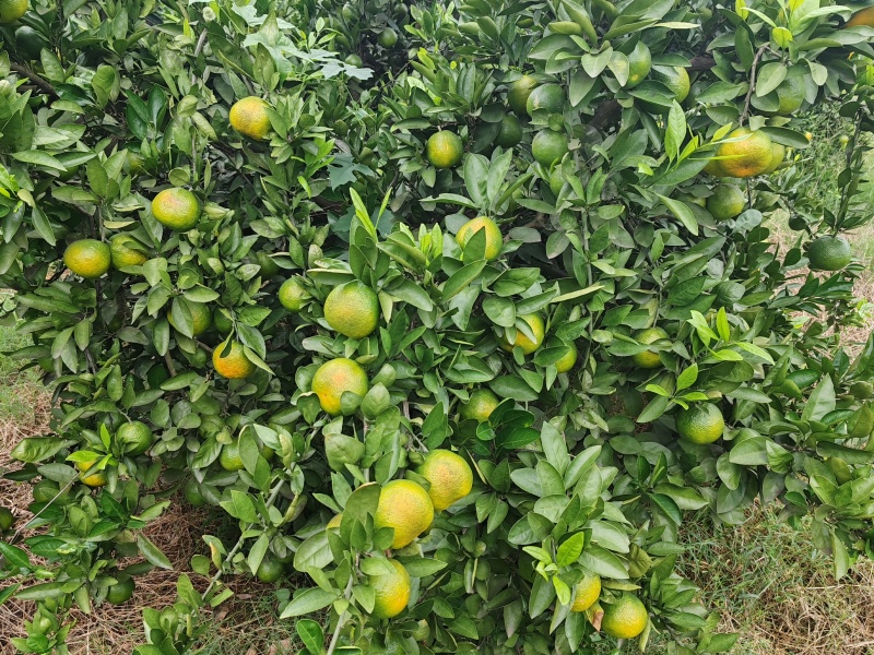 宜昌蜜橘