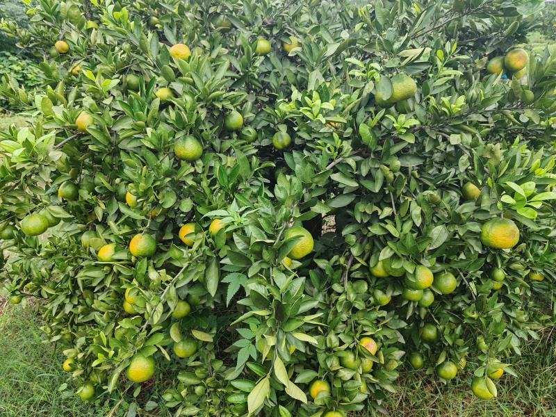 宜昌蜜橘