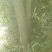 苦楝树和种子