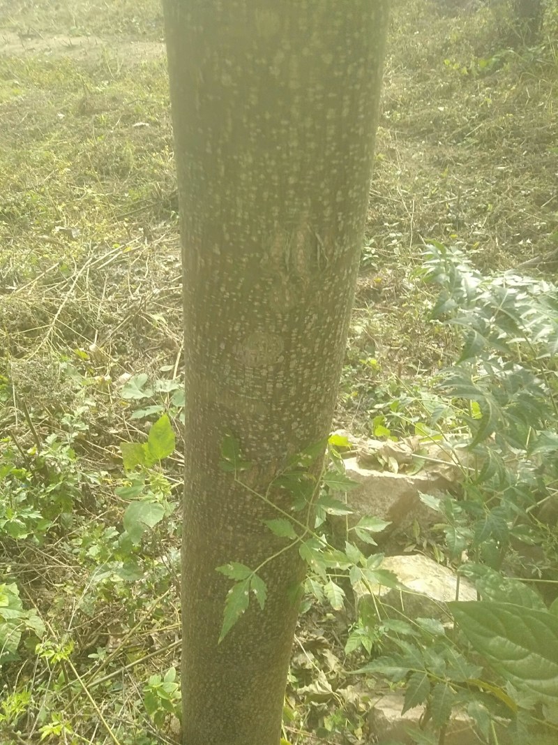 苦楝树和种子