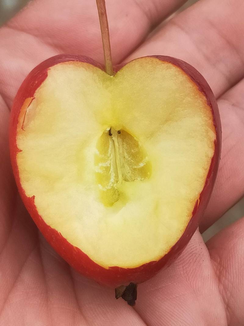 麻面鸡心果，7分甜3分酸，黄壤。自然红口感脆甜多汁