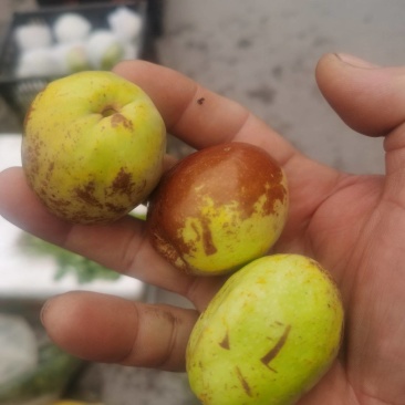 梨枣下来了，需要的老板联系我，可以？