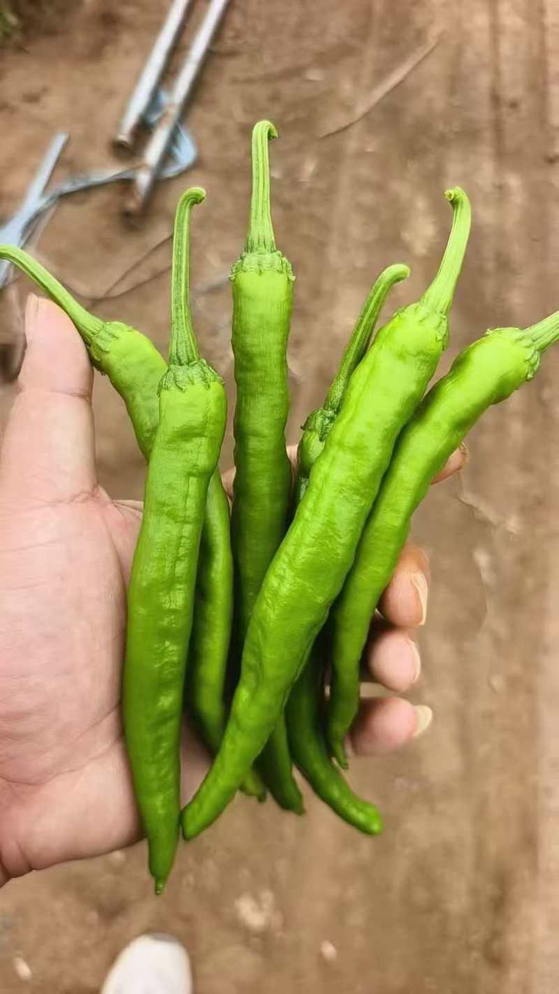湘研55号辣椒.55号辣椒夏邑县湘新55号301辣椒
