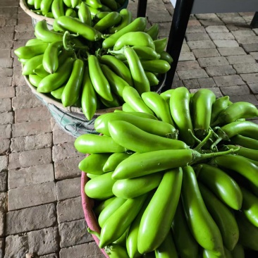 精品青茄子大量上市发货全国供电商批发商超市
