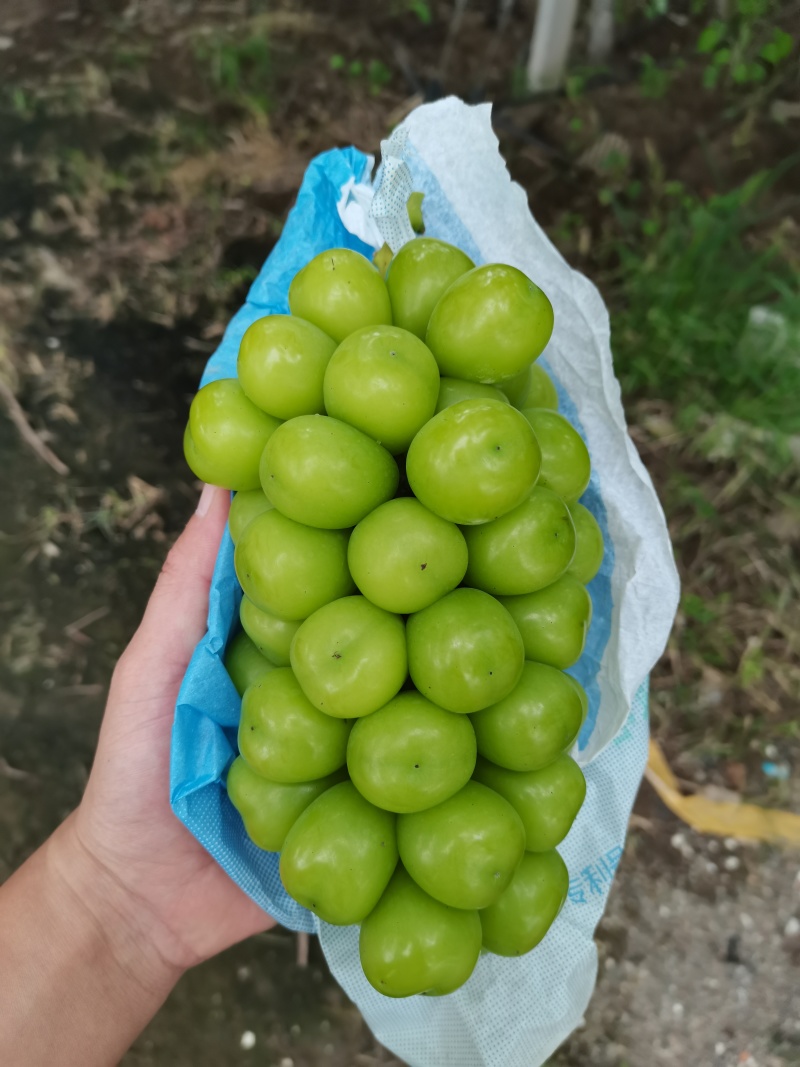 阳光玫瑰精品，批发采购市场等等，货源充足。